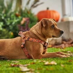 Disney Minnie Halloween Dog Harness -Happy Paw Shop 272961 PT8. AC SS1800 V1623879833