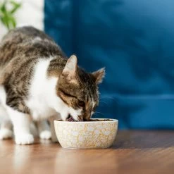 Disney Winnie The Pooh No-Skid Ceramic Cat Bowl 7 Disney Winnie The Pooh No-Skid Ceramic Cat Bowl -Happy Paw Shop 280658 PT3. AC SS1800 V1629986646