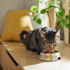 Disney Minnie Mouse Summer Bamboo Melamine Stainless Steel Dog & Cat Bowl 12 Disney Minnie Mouse Summer Bamboo Melamine Stainless Steel Dog & Cat Bowl -Happy Paw Shop 315339 PT3. AC SS1800 V1647282351