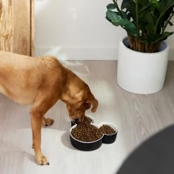 Disney Mickey Mouse Ceramic Dog & Cat Bowl -Happy Paw Shop 315360 PT2. AC SS1800 V1647283421