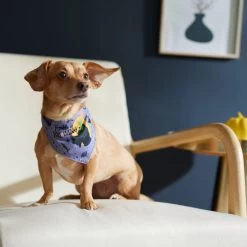 Disney Hocus Pocus Reversible Dog & Cat Bandana 11 Disney Hocus Pocus Reversible Dog & Cat Bandana -Happy Paw Shop 334706 PT8. AC SS1800 V1657656875