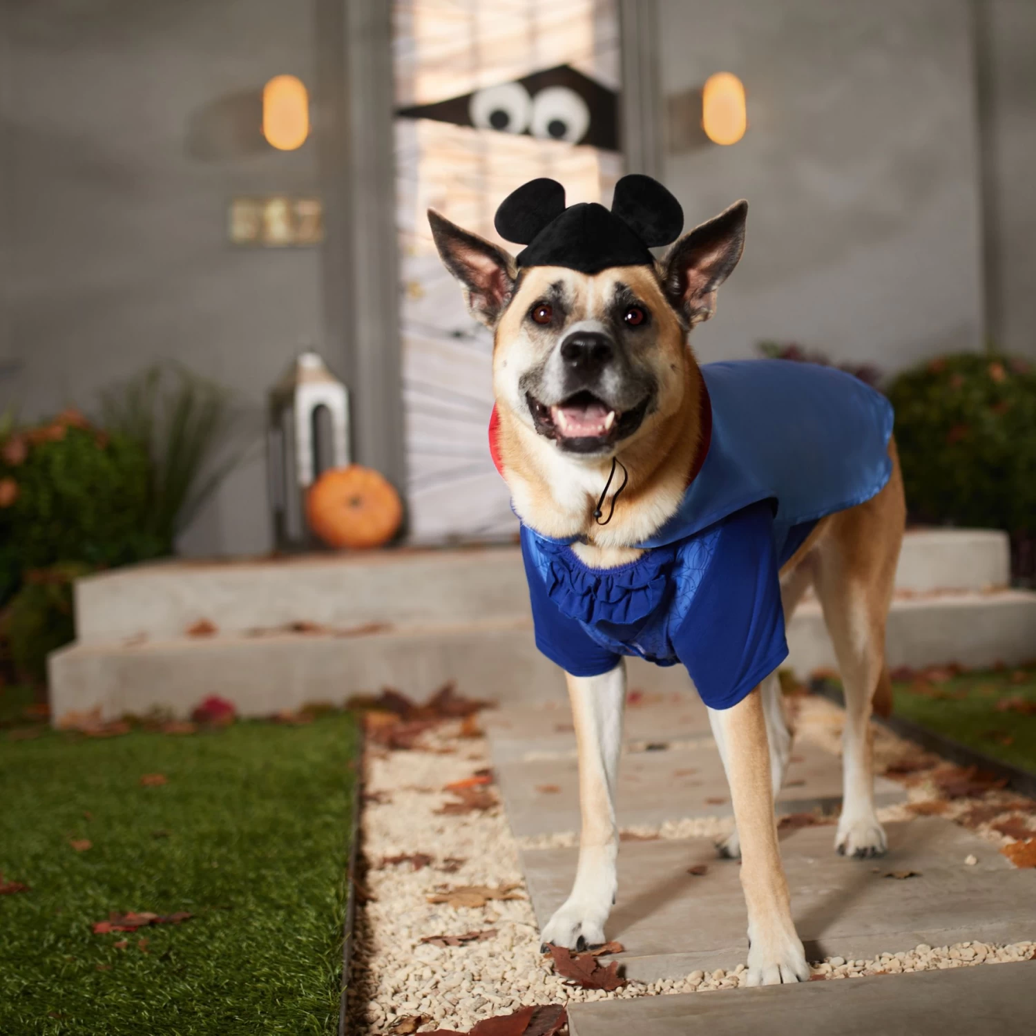 Disney Mickey Mouse Vampire Dog & Cat Costume 6 Disney Mickey Mouse Vampire Dog & Cat Costume - Image 6