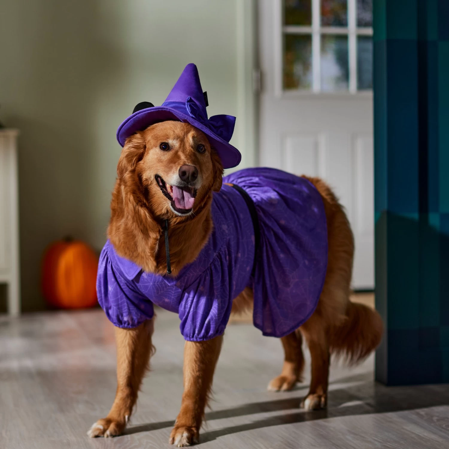 Disney Minnie Mouse Witch Dog & Cat Costume 6 Disney Minnie Mouse Witch Dog & Cat Costume - Image 6