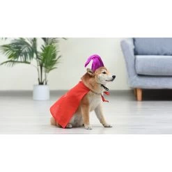 Disney Hocus Pocus Halloween Mary Sanderson Cape & Pet Wig Dog Costume With PVC Bag & Insert Card -Happy Paw Shop 763478 PT5. AC SS1800 V1686849978